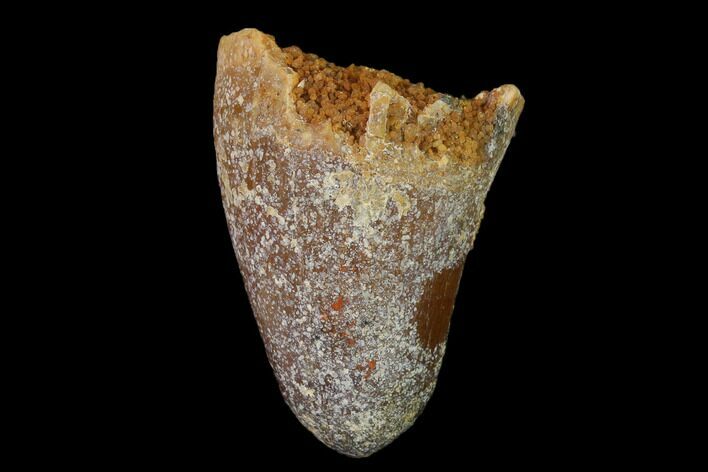 Cretaceous Fossil Crocodile Tooth - Morocco #140614